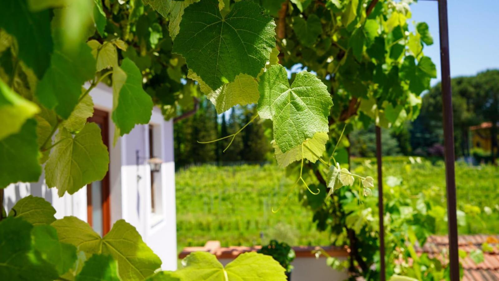 Wine House Bed and Breakfast Capannori Εξωτερικό φωτογραφία