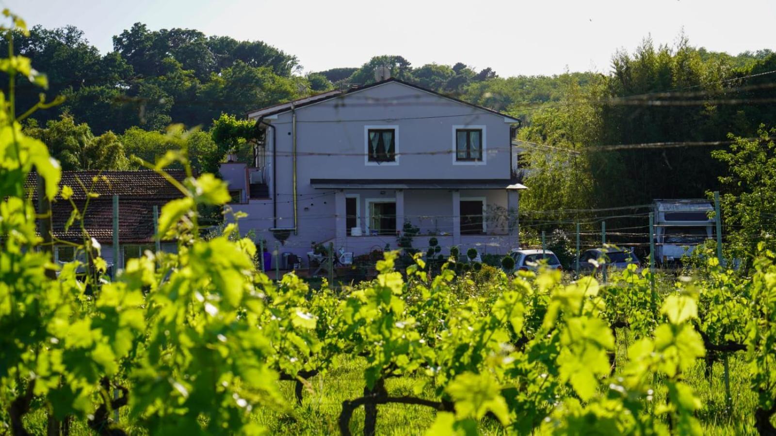 Wine House Bed and Breakfast Capannori Εξωτερικό φωτογραφία
