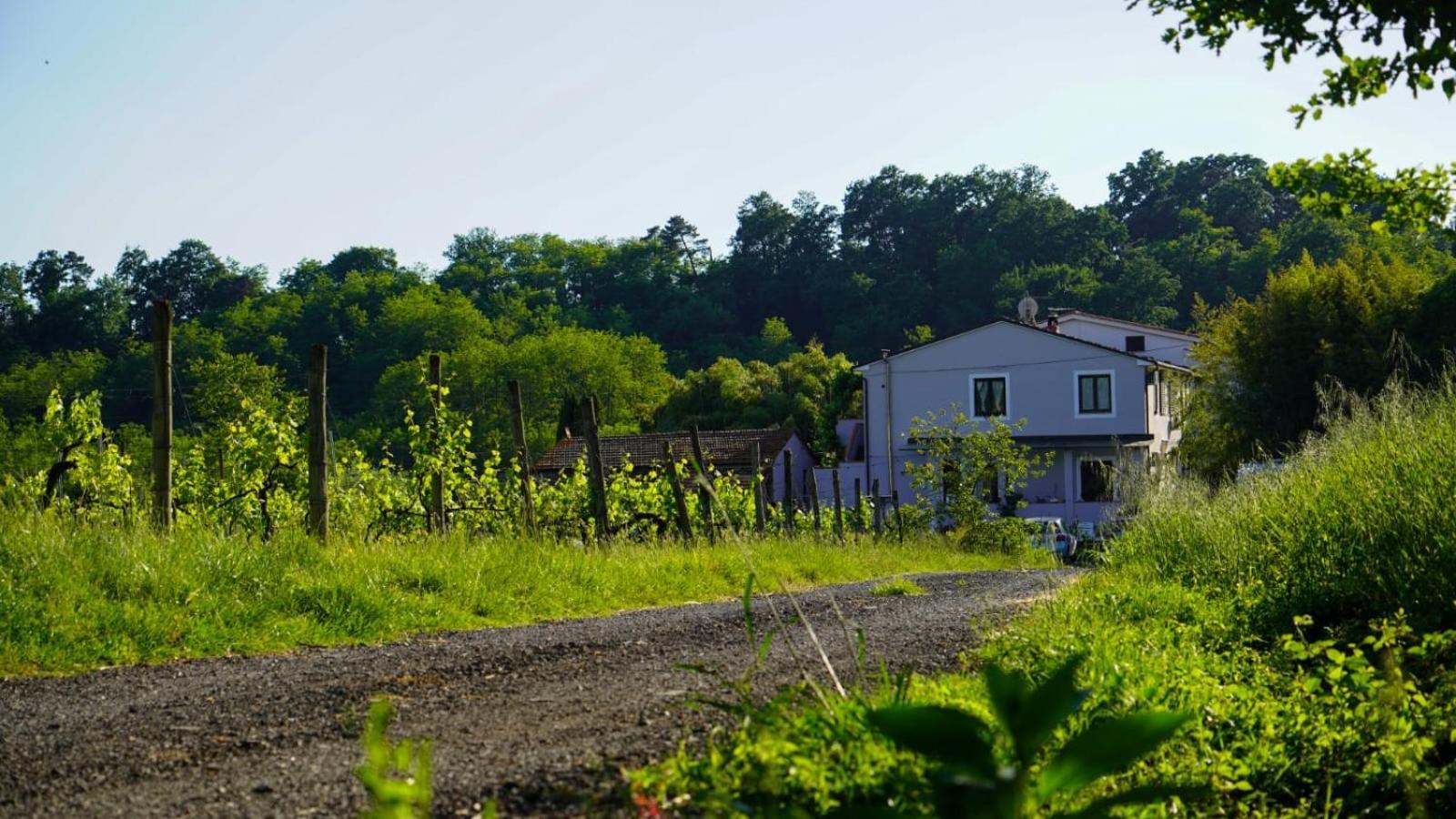 Wine House Bed and Breakfast Capannori Εξωτερικό φωτογραφία