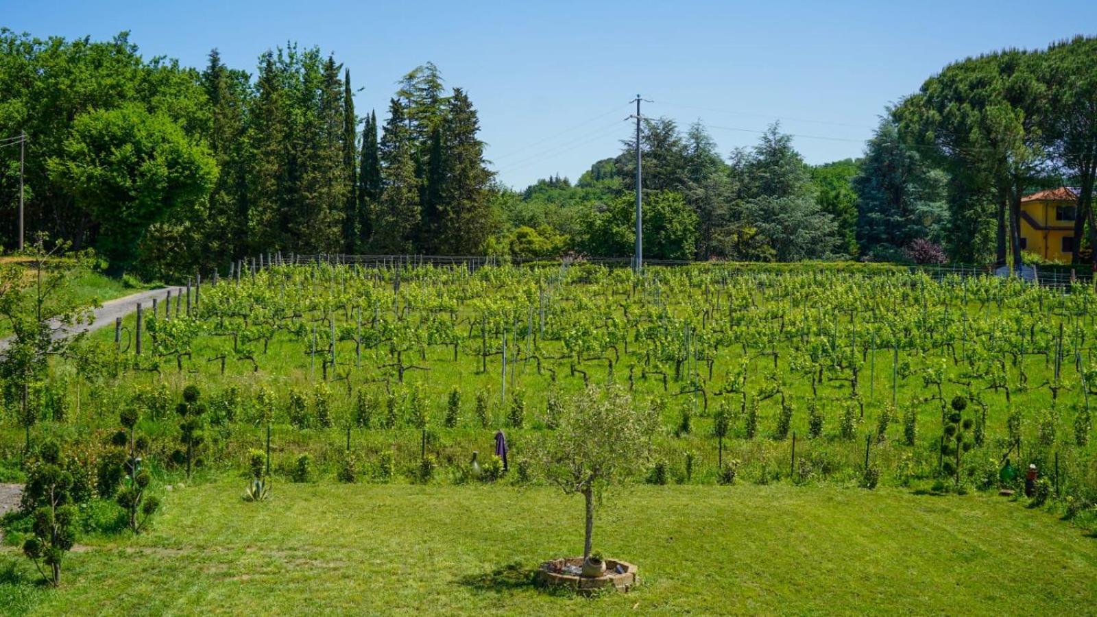 Wine House Bed and Breakfast Capannori Εξωτερικό φωτογραφία