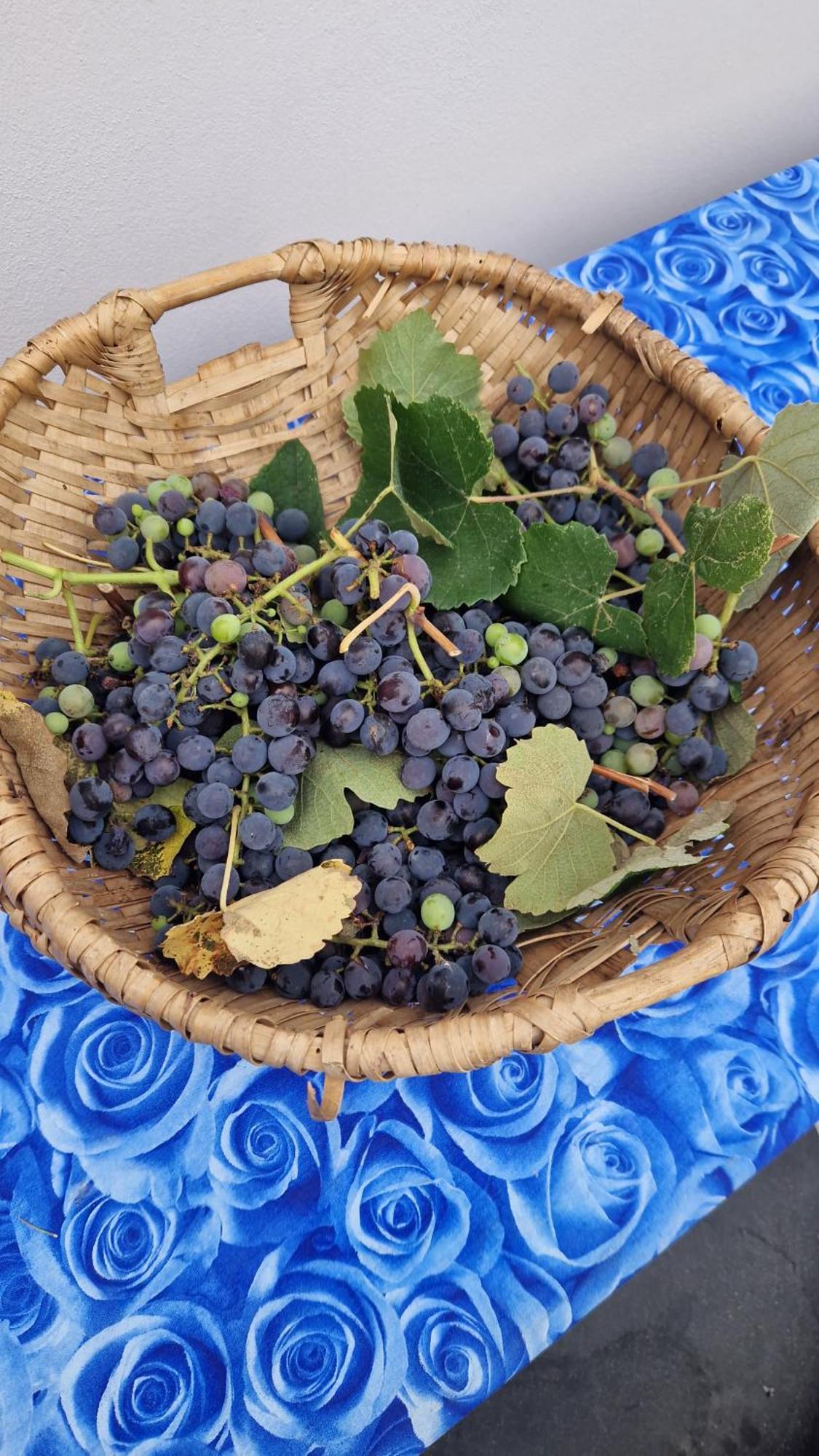 Wine House Bed and Breakfast Capannori Εξωτερικό φωτογραφία