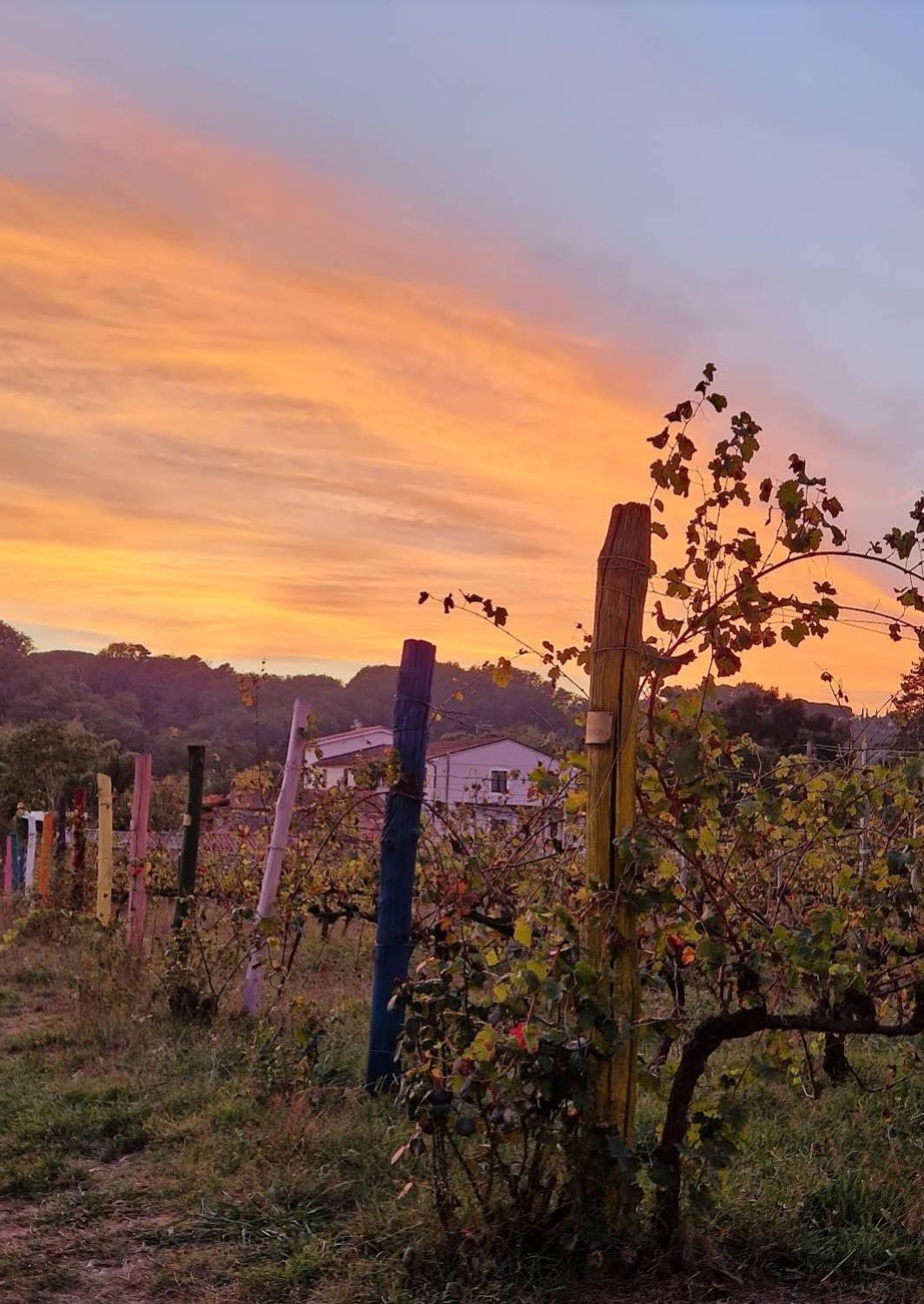 Wine House Bed and Breakfast Capannori Εξωτερικό φωτογραφία